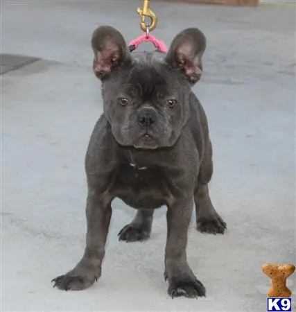 French Bulldog puppy for sale