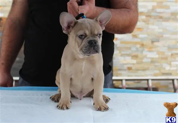 French Bulldog puppy for sale