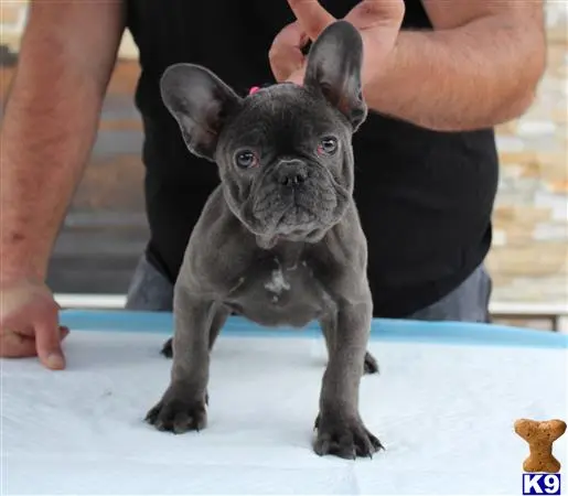 French Bulldog puppy for sale