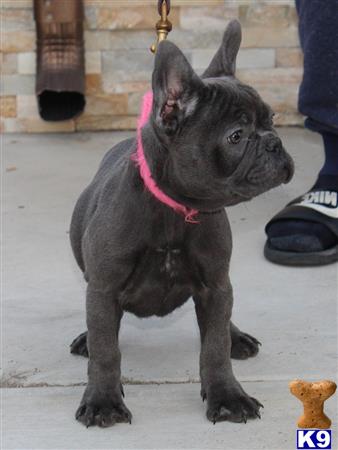vonaslanrottweilers Picture 2