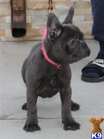 French Bulldog puppy for sale