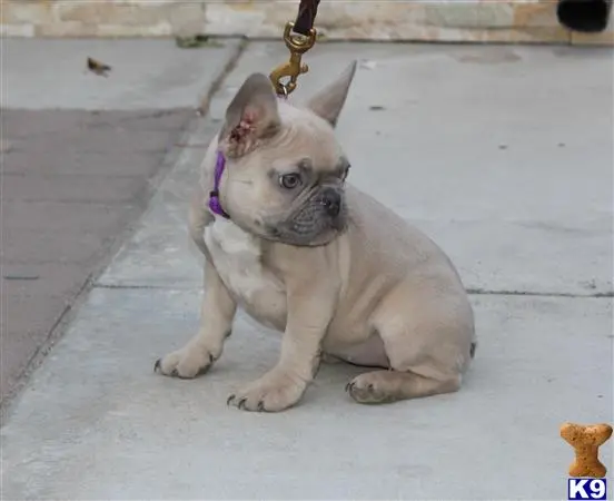 French Bulldog puppy for sale