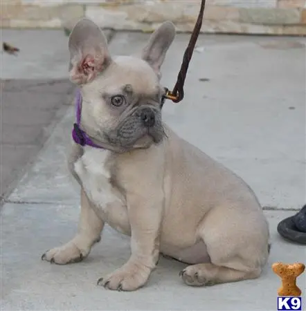 French Bulldog puppy for sale