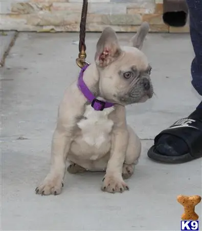 French Bulldog puppy for sale