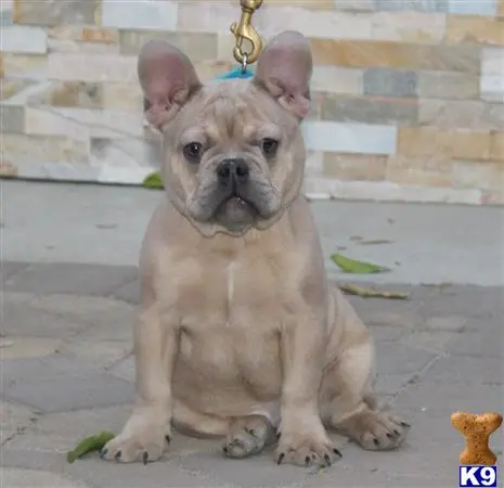 French Bulldog puppy for sale