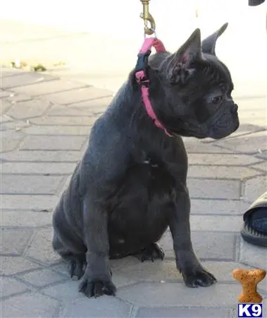 French Bulldog puppy for sale