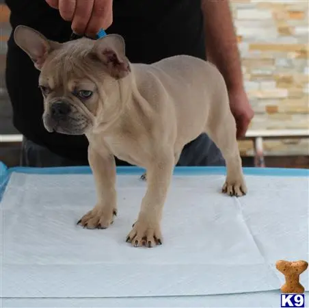 French Bulldog puppy for sale