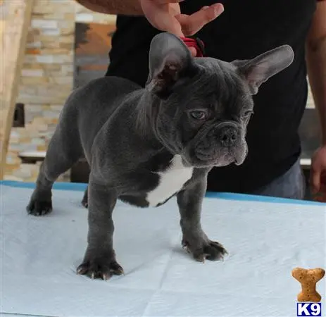 French Bulldog puppy for sale