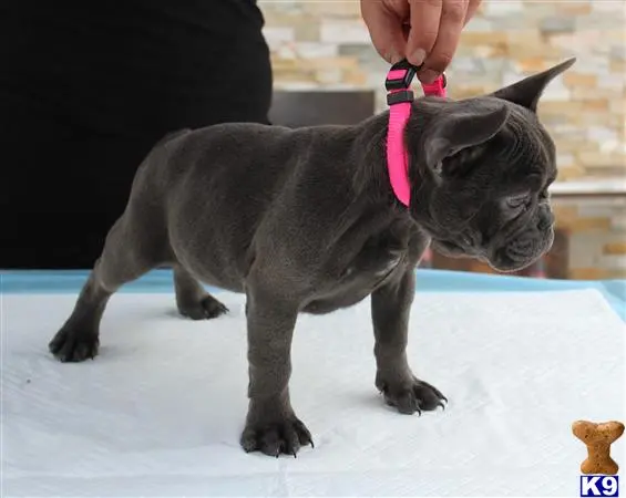 French Bulldog puppy for sale