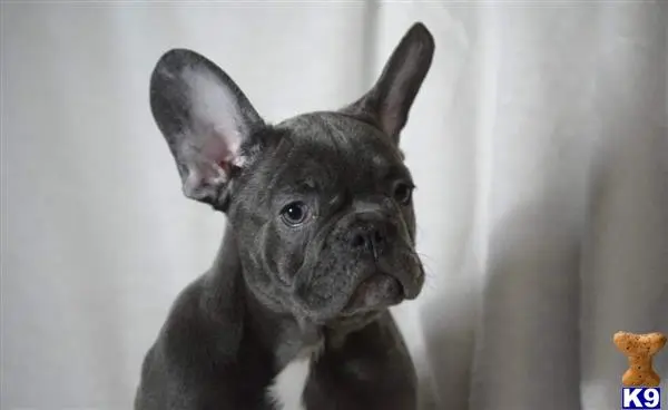 French Bulldog puppy for sale