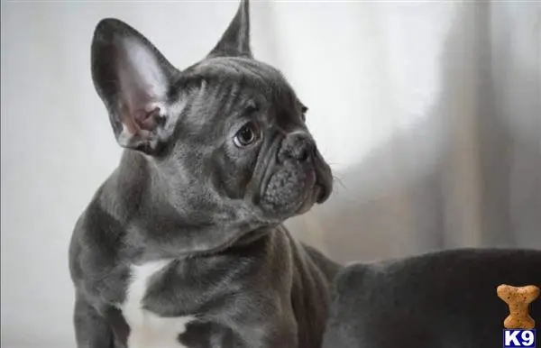 French Bulldog puppy for sale