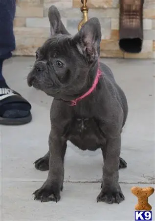 French Bulldog puppy for sale