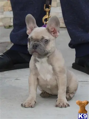 French Bulldog puppy for sale