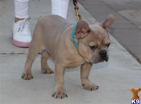 French Bulldog puppy for sale