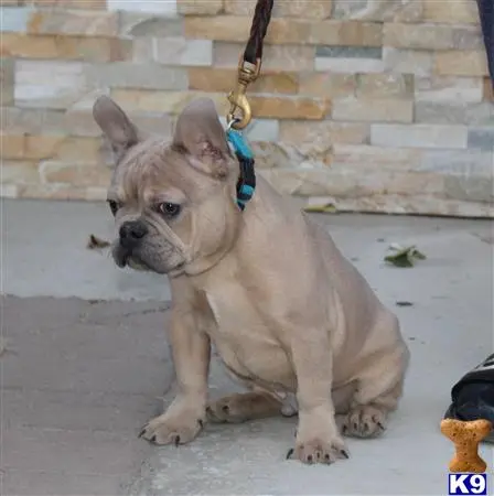 French Bulldog puppy for sale