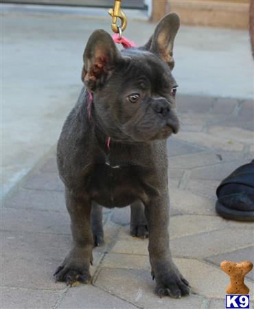vonaslanrottweilers Picture 3