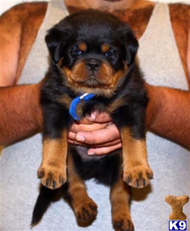 THE BEST LOOKING ROTTWEILER PUPPIES