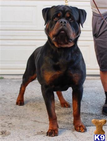 european rottweiler for sale
