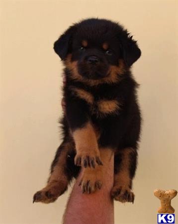 rottweiler beastiality rottweiler puppy for sale beast 9 months rottweiler beastiality rottweiler puppy for sale beast 9 months
