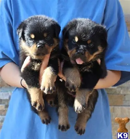 Rottweiler