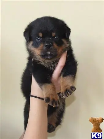 Rottweiler puppy for sale