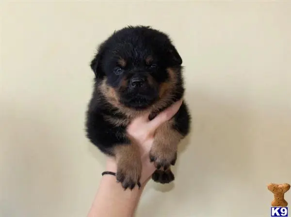 Rottweiler puppy for sale