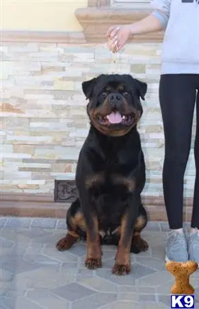 Rottweiler