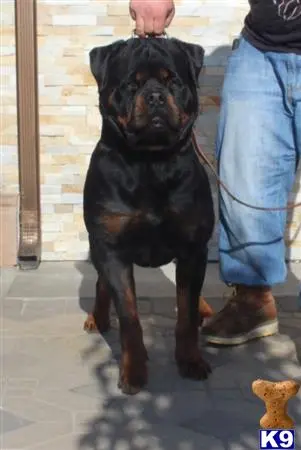 Rottweiler