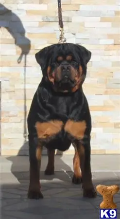 Rottweiler