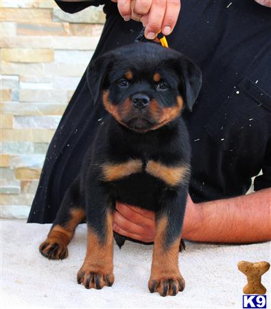 63+ German Rottweiler Puppy Pictures