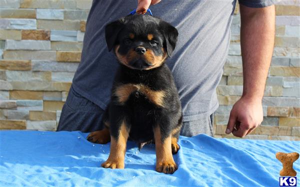 a rottweiler dog sitting on a blue blanket