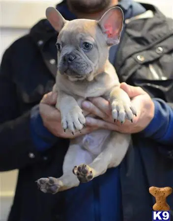 French Bulldog