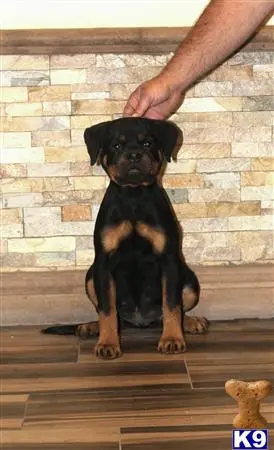 Rottweiler