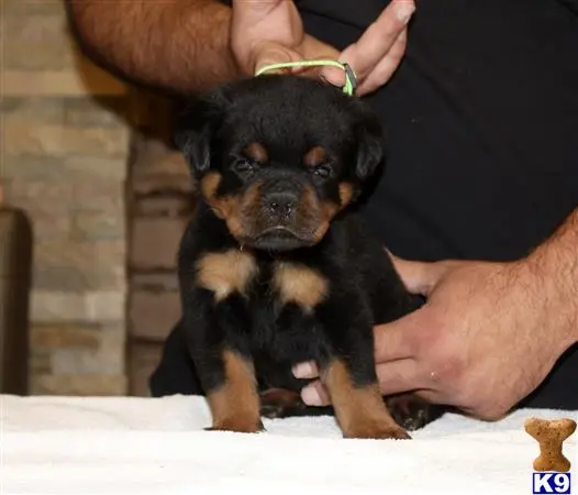 Rottweiler