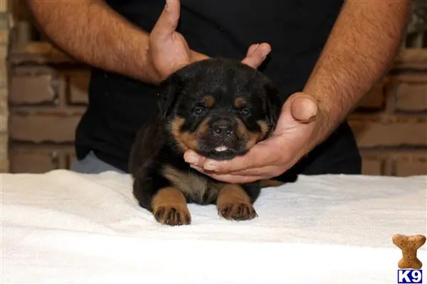 Rottweiler puppy for sale