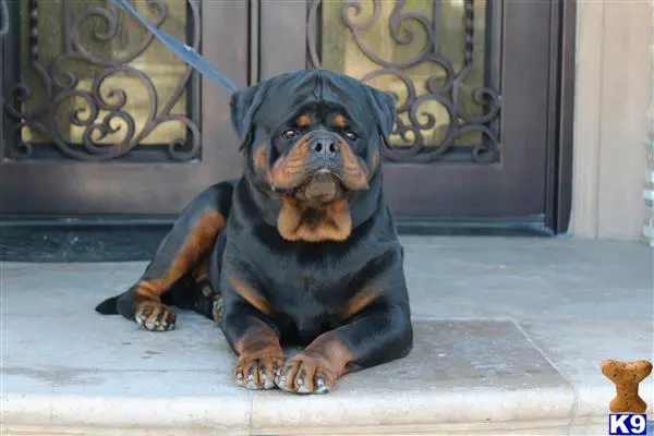 Rottweiler puppy for sale