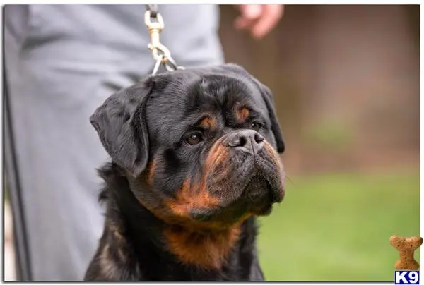 Rottweiler