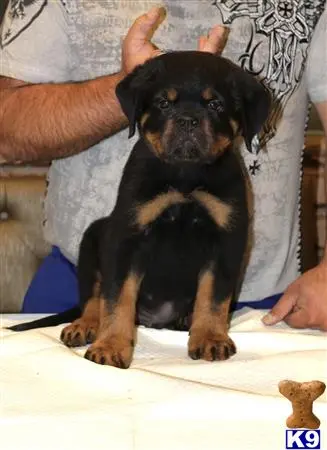 Rottweiler