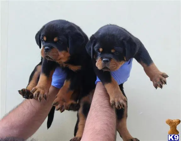 Rottweiler