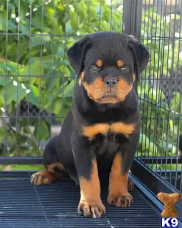 Rottweiler