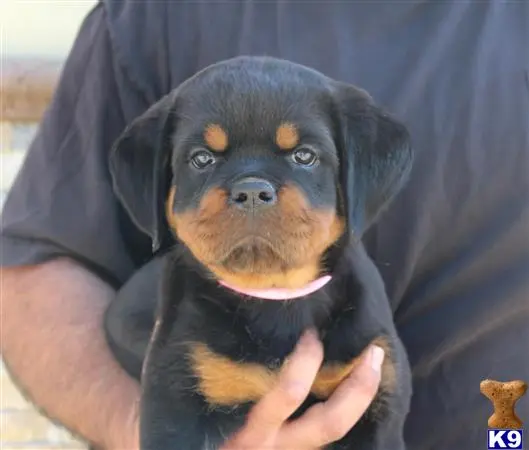 Rottweiler