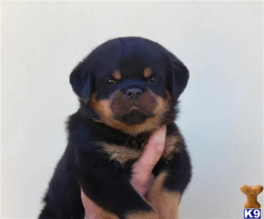 Rottweiler puppy for sale