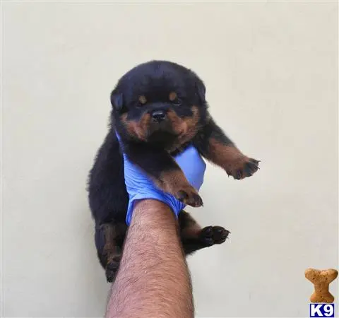 Rottweiler puppy for sale