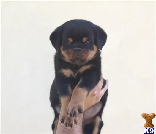 Rottweiler puppy for sale