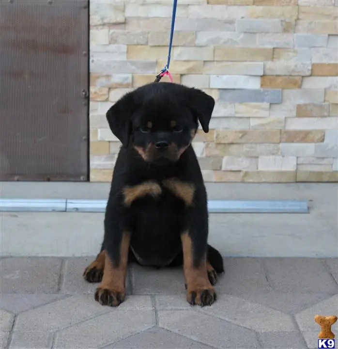 Rottweiler