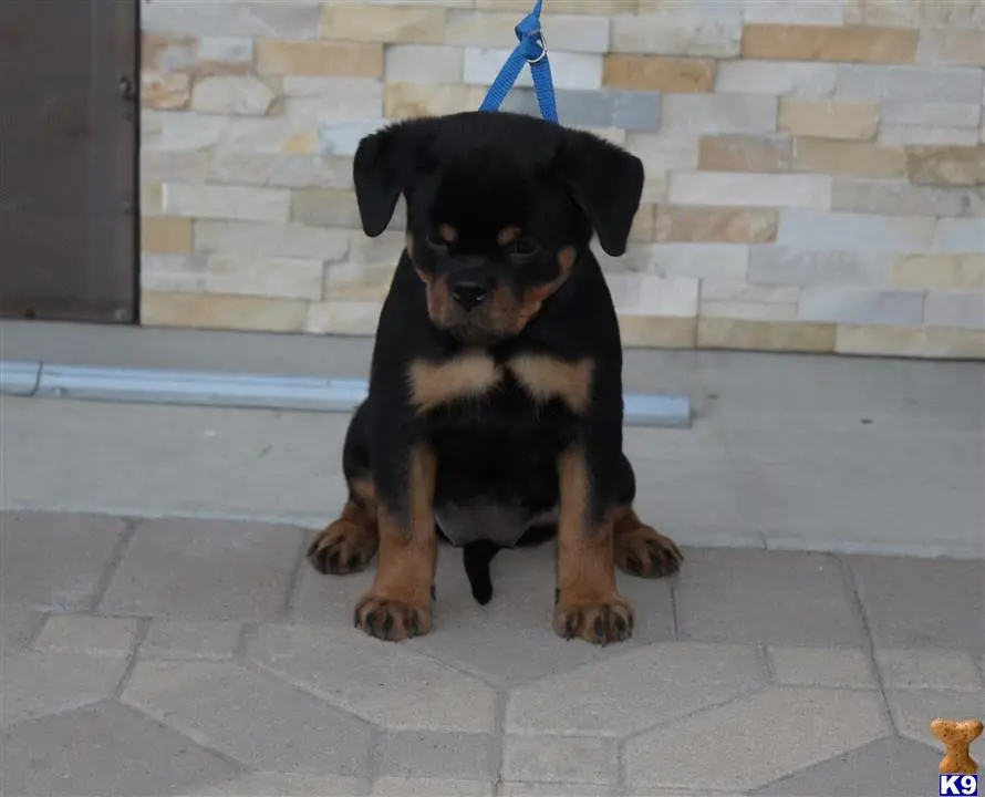 Rottweiler puppy for sale