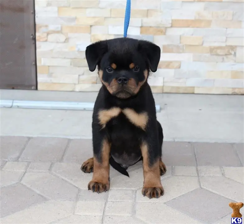 Rottweiler puppy for sale