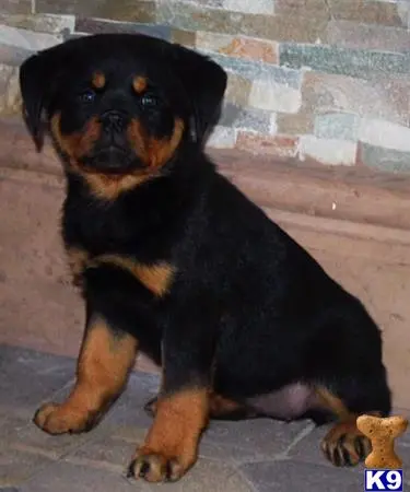 Rottweiler puppy for sale