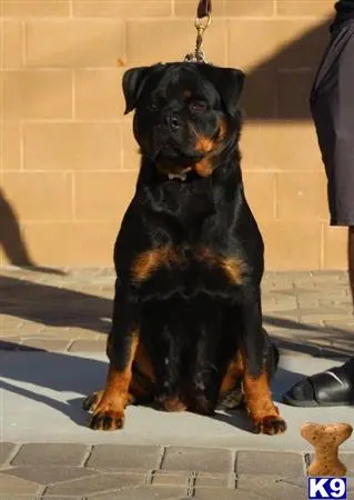 Rottweiler puppy for sale