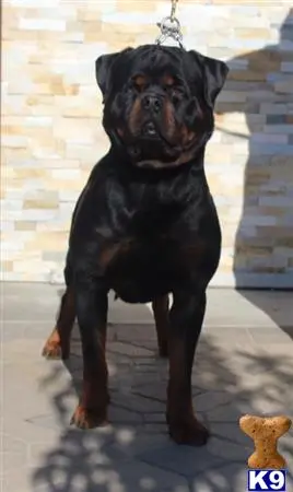 Rottweiler stud dog